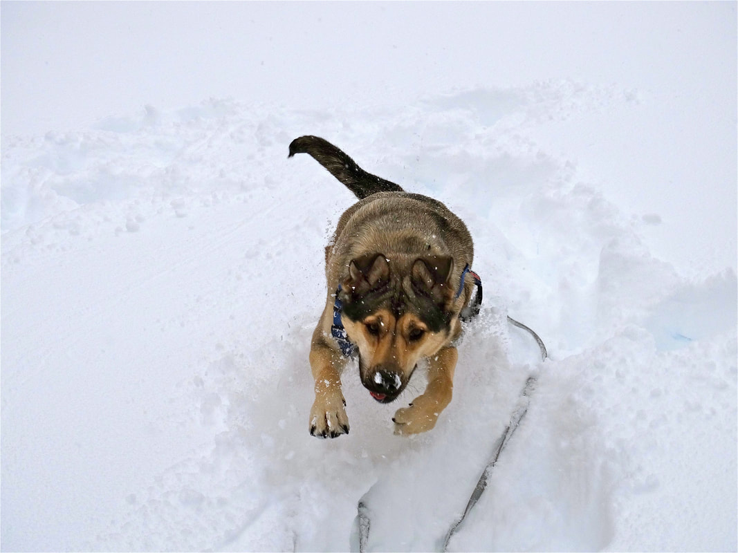 snowdoge1_orig.jpg
